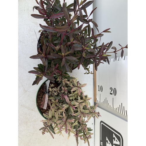 125 - TWO HEBES WILD ROMANCE AND BLONDIE IN 2 LTR POTS HEIGHT 30CM PLUS VAT TO BE SOLD FOR THE TWO