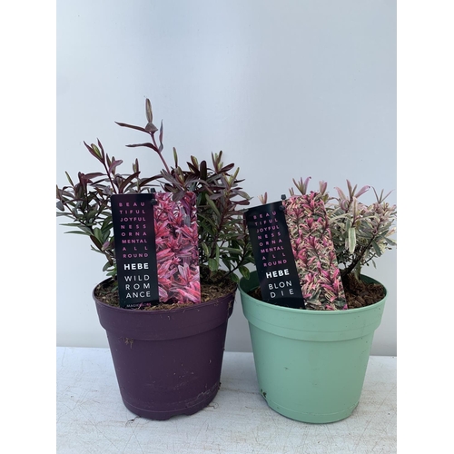 125 - TWO HEBES WILD ROMANCE AND BLONDIE IN 2 LTR POTS HEIGHT 30CM PLUS VAT TO BE SOLD FOR THE TWO