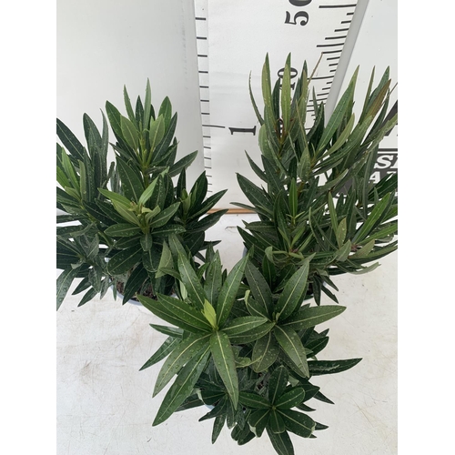 126 - THREE OLEANDER NERIUM APPROX 50CM TALL IN 1 LTR POTS PLUS VAT TO BE SOLD FOR THE THREE