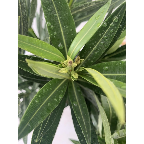 126 - THREE OLEANDER NERIUM APPROX 50CM TALL IN 1 LTR POTS PLUS VAT TO BE SOLD FOR THE THREE