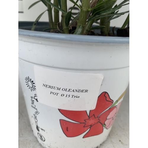 126 - THREE OLEANDER NERIUM APPROX 50CM TALL IN 1 LTR POTS PLUS VAT TO BE SOLD FOR THE THREE