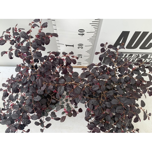 127 - TWO LOROPETALUM CHINESE 'BLACK PEARL' APPROX 45CM IN HEIGHT IN 2 LTR POTS PLUS VAT TO BE SOLD FOR TH... 