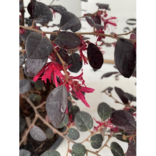 127 - TWO LOROPETALUM CHINESE 'BLACK PEARL' APPROX 45CM IN HEIGHT IN 2 LTR POTS PLUS VAT TO BE SOLD FOR TH... 