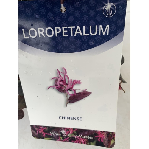 127 - TWO LOROPETALUM CHINESE 'BLACK PEARL' APPROX 45CM IN HEIGHT IN 2 LTR POTS PLUS VAT TO BE SOLD FOR TH... 