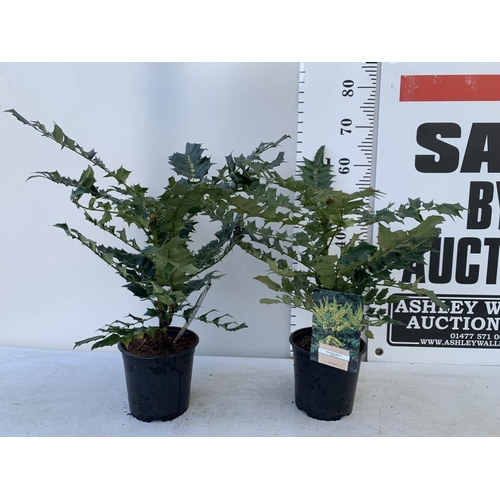 128 - TWO MAHONIA MEDIA 'CHARITY' APPROX 70CM IN HEIGHT IN 2 LTR POTS PLUS VAT TO BE SOLD FOR THE TWO