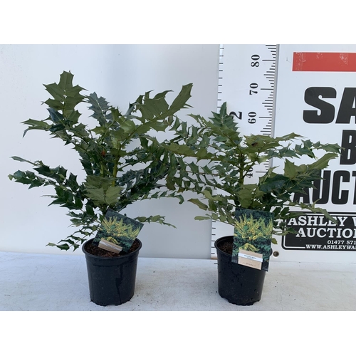 128 - TWO MAHONIA MEDIA 'CHARITY' APPROX 70CM IN HEIGHT IN 2 LTR POTS PLUS VAT TO BE SOLD FOR THE TWO