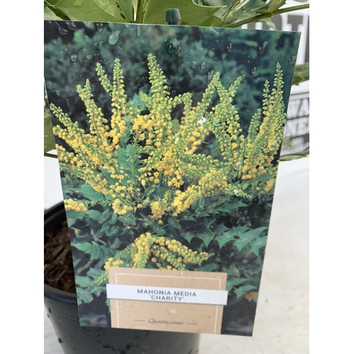 128 - TWO MAHONIA MEDIA 'CHARITY' APPROX 70CM IN HEIGHT IN 2 LTR POTS PLUS VAT TO BE SOLD FOR THE TWO