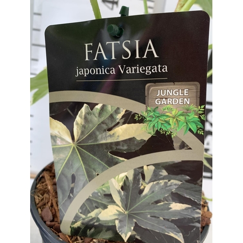 129 - TWO FATSIA JUNGLE GARDEN JAPONICA VARIEGATA IN 2 LTR POTS 50CM TALL PLUS VAT TO BE SOLD FOR THE TWO