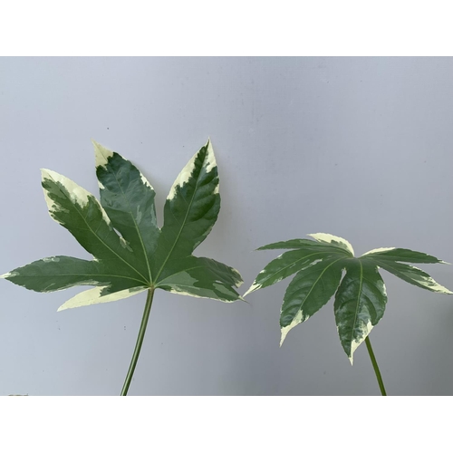 129 - TWO FATSIA JUNGLE GARDEN JAPONICA VARIEGATA IN 2 LTR POTS 50CM TALL PLUS VAT TO BE SOLD FOR THE TWO