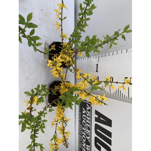 13 - TWO FORSYTHIA MINIGOLD IN TWO LITRE POTS 60CM TALL PLUS VAT TO BE SOLD FOR THE TWO