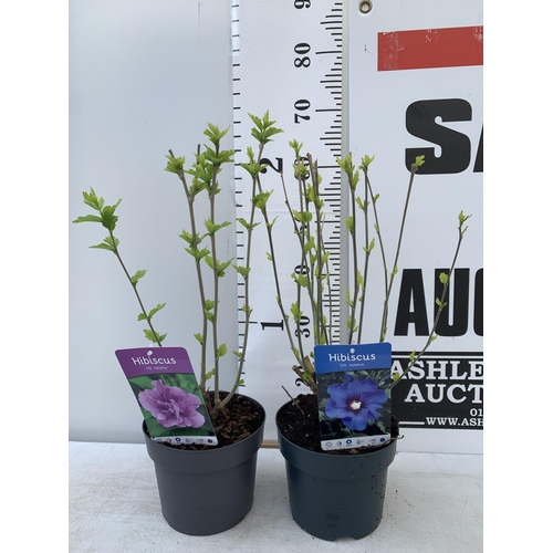 130 - TWO HIBISCUS SYRIACUS MARINA AND ARDENS IN 3 LTR POTS 60CM TALL PLUS VAT TO BE SOLD FOR THE TWO