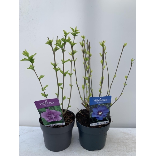 130 - TWO HIBISCUS SYRIACUS MARINA AND ARDENS IN 3 LTR POTS 60CM TALL PLUS VAT TO BE SOLD FOR THE TWO