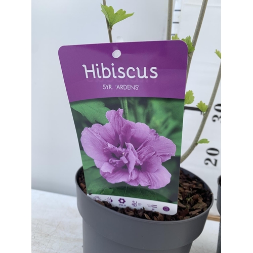 130 - TWO HIBISCUS SYRIACUS MARINA AND ARDENS IN 3 LTR POTS 60CM TALL PLUS VAT TO BE SOLD FOR THE TWO