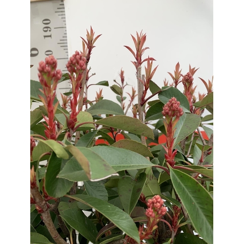 131 - TWO PHOTINIA FRASERI 'RED ROBIN' STANDARD TREES APPROX 180CM IN HEIGHT IN 15 LTR POTS PLUS VAT TO BE... 