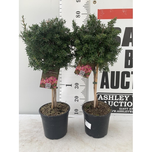 132 - TWO LEPTOSPERMUM 'SUNSHINE' PINK STANDARD TREES APPROX 75CM IN HEIGHT IN FIVE LTR POTS PLUS VAT TO B... 