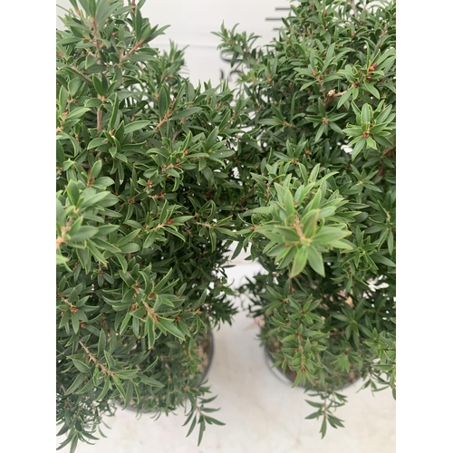 132 - TWO LEPTOSPERMUM 'SUNSHINE' PINK STANDARD TREES APPROX 75CM IN HEIGHT IN FIVE LTR POTS PLUS VAT TO B... 