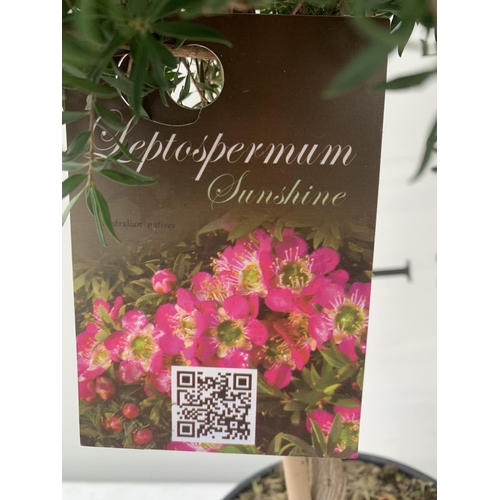 132 - TWO LEPTOSPERMUM 'SUNSHINE' PINK STANDARD TREES APPROX 75CM IN HEIGHT IN FIVE LTR POTS PLUS VAT TO B... 