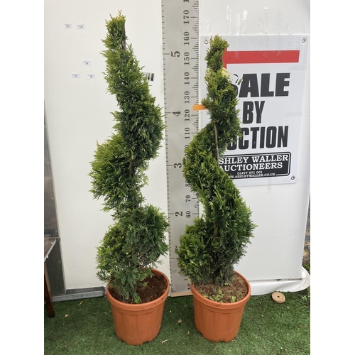 133 - TWO SPIRAL CUPRESSOCYPARIS LEYLANDII 'GOLD RIDER' OVER 150CM IN HEIGHT IN 15LTR POTS TO BE SOLD FOR ... 