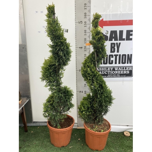 133 - TWO SPIRAL CUPRESSOCYPARIS LEYLANDII 'GOLD RIDER' OVER 150CM IN HEIGHT IN 15LTR POTS TO BE SOLD FOR ... 