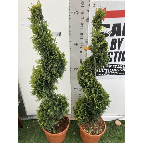 133 - TWO SPIRAL CUPRESSOCYPARIS LEYLANDII 'GOLD RIDER' OVER 150CM IN HEIGHT IN 15LTR POTS TO BE SOLD FOR ... 