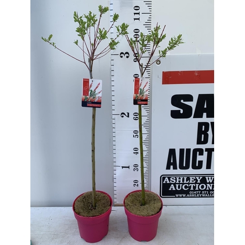 14 - TWO STANDARD SALIX FLAMINGO IN 3 LTR POTS 100CM TALL PLUS VAT TO BE SOLD FOR THE TWO