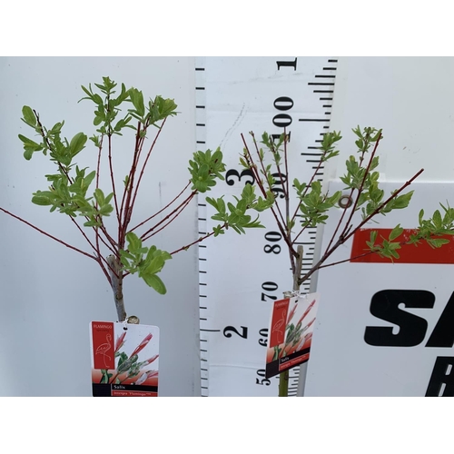 14 - TWO STANDARD SALIX FLAMINGO IN 3 LTR POTS 100CM TALL PLUS VAT TO BE SOLD FOR THE TWO