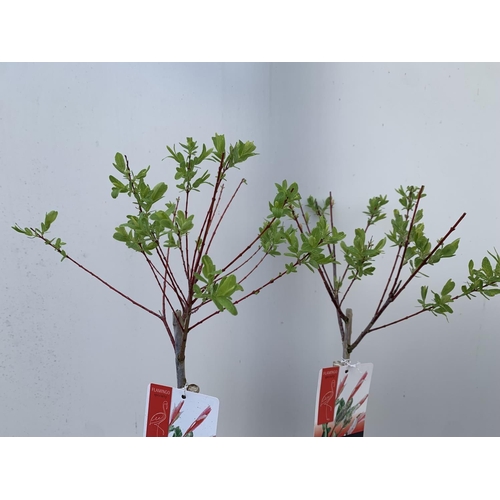 14 - TWO STANDARD SALIX FLAMINGO IN 3 LTR POTS 100CM TALL PLUS VAT TO BE SOLD FOR THE TWO