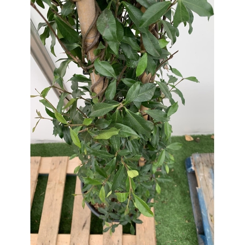 15 - A LARGE JASMINUM POLYANTHUM 'PINK SHOWERS' ON A PYRAMID FRAME OVER 2 METRES TALL IN A 15 LTR POT + V... 