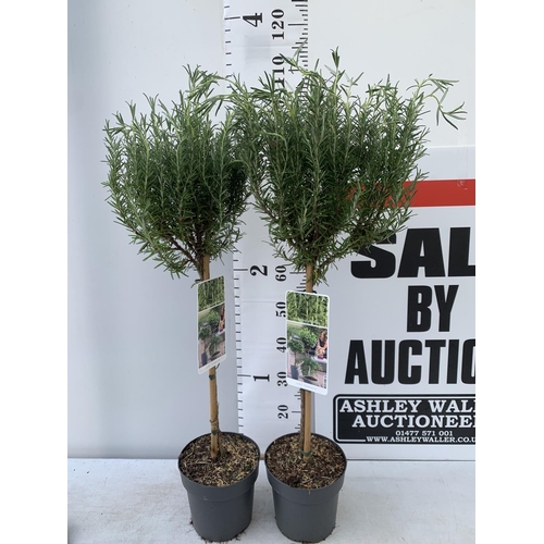 16 - TWO STANDARD ROSEMARY TREES IN 3 LTR POTS 100CM TALL NO VAT TO BE SOLD FOR THE TWO