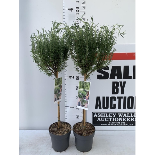 16 - TWO STANDARD ROSEMARY TREES IN 3 LTR POTS 100CM TALL NO VAT TO BE SOLD FOR THE TWO