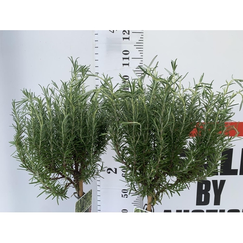 16 - TWO STANDARD ROSEMARY TREES IN 3 LTR POTS 100CM TALL NO VAT TO BE SOLD FOR THE TWO