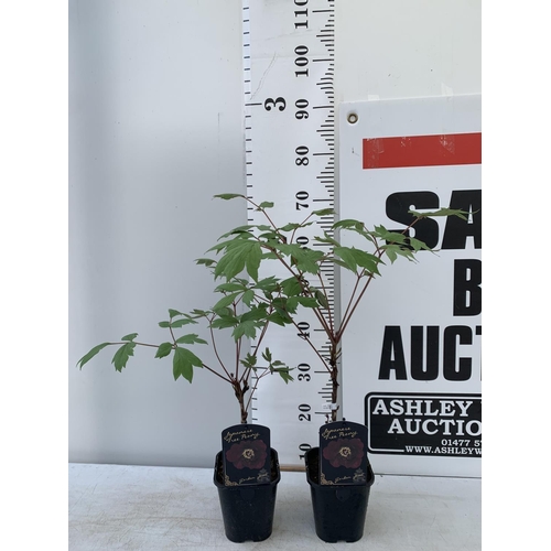 17 - TWO PAEONIA SUFFRUCTICOSA JAPANESE TREE PAEONIES IN BURGUNDY IN 1 LTR POTS HEIGHT 60CM PLUS VAT TO B... 