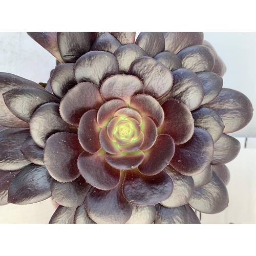 172 - TWO AEONIUM ARBOREUM VELOURS IN 1 LTR POTS 25CM TALL PLUS VAT TO BE SOLD FOR THE TWO