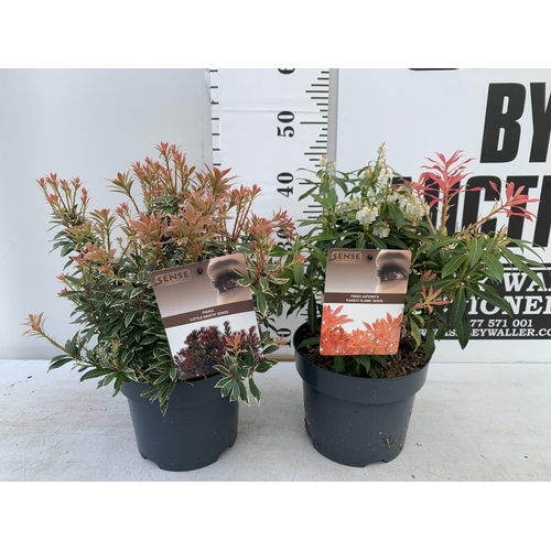 173 - TWO PIERIS JAPONICA LITTLE HEATH AND FOREST FLAME  IN 3 LTR POTS 45CM TALL PLUS VAT TO BE SOLD FOR T... 