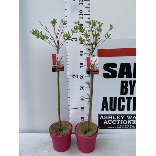 175 - TWO STANDARD SALIX FLAMINGO IN 3 LTR POTS 100CM TALL PLUS VAT TO BE SOLD FOR THE TWO