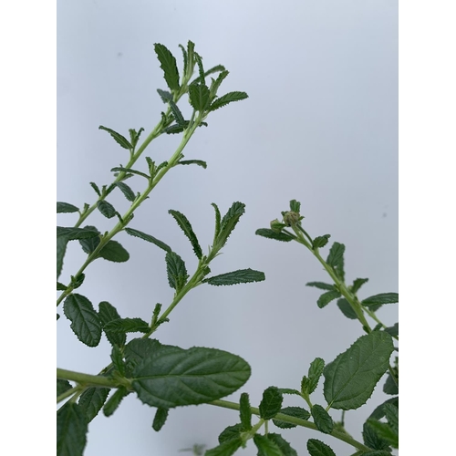 176 - TWO CEANOTHUS CONCHA ON A PYRAMID FRAME 90CM TALL IN 2 LTR POTS PLUS VAT TO BE SOLD FOR THE TWO