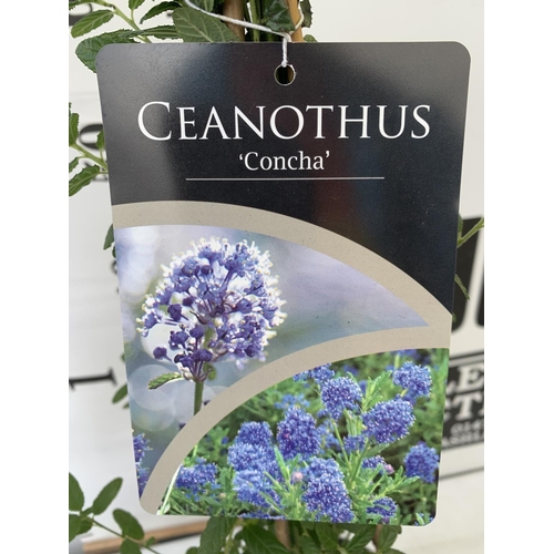 176 - TWO CEANOTHUS CONCHA ON A PYRAMID FRAME 90CM TALL IN 2 LTR POTS PLUS VAT TO BE SOLD FOR THE TWO