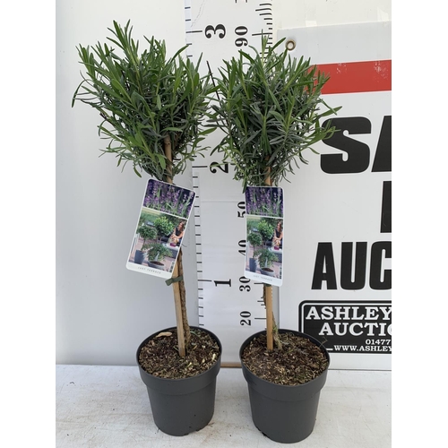 18 - TWO STANDARD LAVANDER PLANTS IN 3 LTR POTS 80CM TALL PLUS VAT TO BE SOLD FOR THE TWO