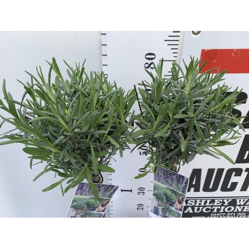 18 - TWO STANDARD LAVANDER PLANTS IN 3 LTR POTS 80CM TALL PLUS VAT TO BE SOLD FOR THE TWO