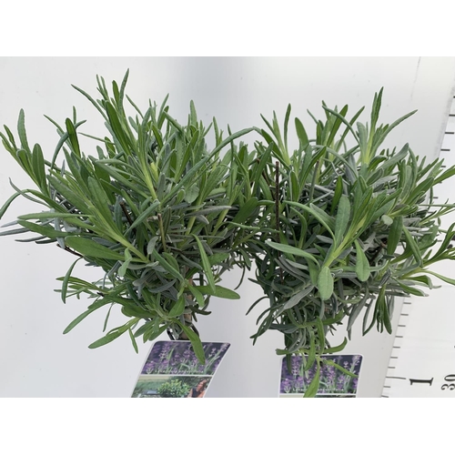 18 - TWO STANDARD LAVANDER PLANTS IN 3 LTR POTS 80CM TALL PLUS VAT TO BE SOLD FOR THE TWO