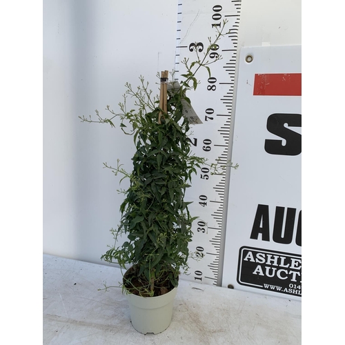 184 - ONE JASMINE TRACHELOSPERMUM APPROX 80CM IN HEIGHT IN A 2 LTR POT PLUS VAT