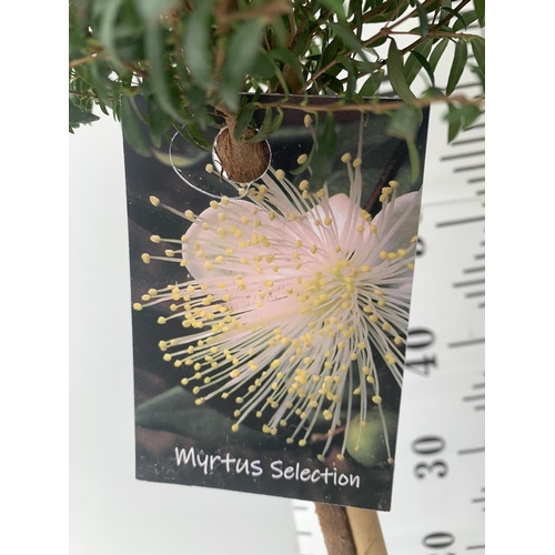 185 - TWO MYRTUS SELECTION STANDARD TREES OF DIFFERING HEIGHTS ONE APPROX 85CM IN HEIGHT AND ONE 70CM IN 2... 