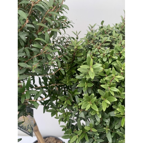 185 - TWO MYRTUS SELECTION STANDARD TREES OF DIFFERING HEIGHTS ONE APPROX 85CM IN HEIGHT AND ONE 70CM IN 2... 