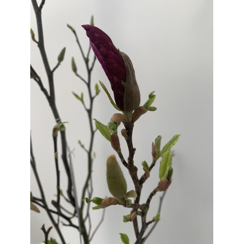 186 - ONE MAGNOLIA PINK  'JANE' APPROX 120CM IN HEIGHT IN 7 LTR POT PLUS VAT