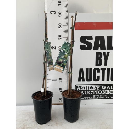 187 - TWO FIGS 'BROWN TURKEY' IN 20CM HIGH POTS APPROX 90CM IN HEIGHT NO VAT TO BE SOLD FOR THE TWO