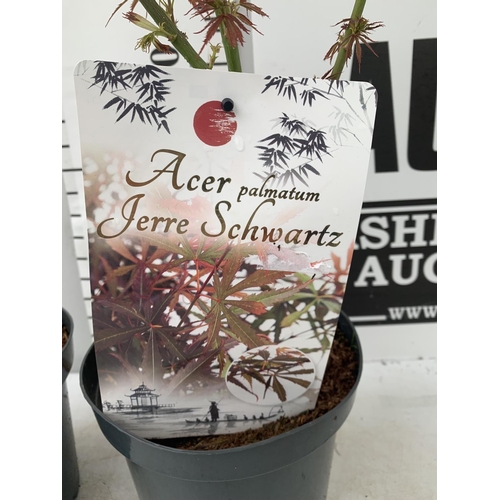 188 - TWO ACER PALMATUMS 'PIXIE' AND 'JERRE SCHWARTZ' OVER 1 METRE IN HEIGHT IN 3 LTR POTS PLUS VAT TO BE ... 