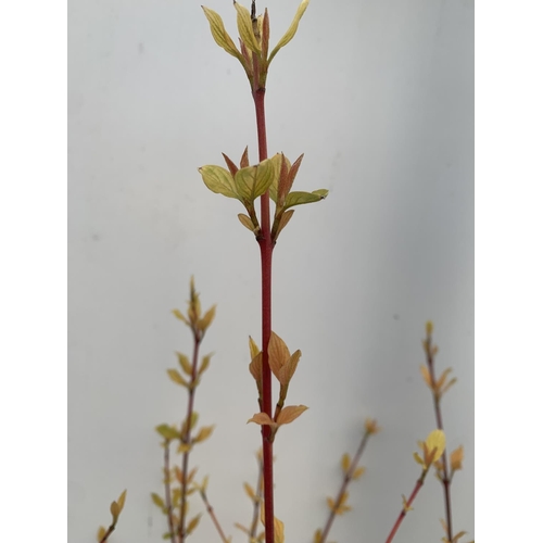 189 - TWO CORNUS SANGUINEA 'MIDWINTER FIRE' IN 4 LTR POTS APPROX 1 METRE IN HEIGHT PLUS VAT TO BE SOLD FOR... 