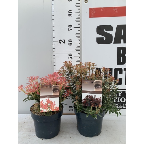 19 - TWO PIERIS JAPONICA LITTLE HEATH AND FLAMING SILVER  IN 3 LTR POTS 45CM TALL PLUS VAT TO BE SOLD FOR... 