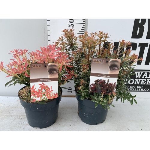 19 - TWO PIERIS JAPONICA LITTLE HEATH AND FLAMING SILVER  IN 3 LTR POTS 45CM TALL PLUS VAT TO BE SOLD FOR... 