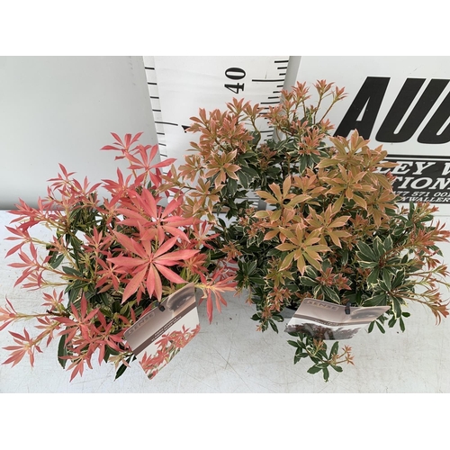 19 - TWO PIERIS JAPONICA LITTLE HEATH AND FLAMING SILVER  IN 3 LTR POTS 45CM TALL PLUS VAT TO BE SOLD FOR... 